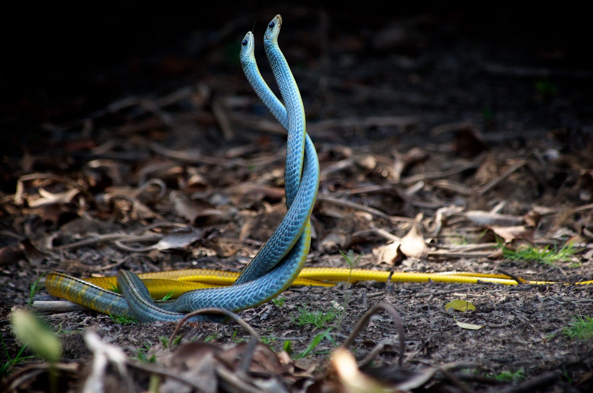 Two snakes wrapped around each other.