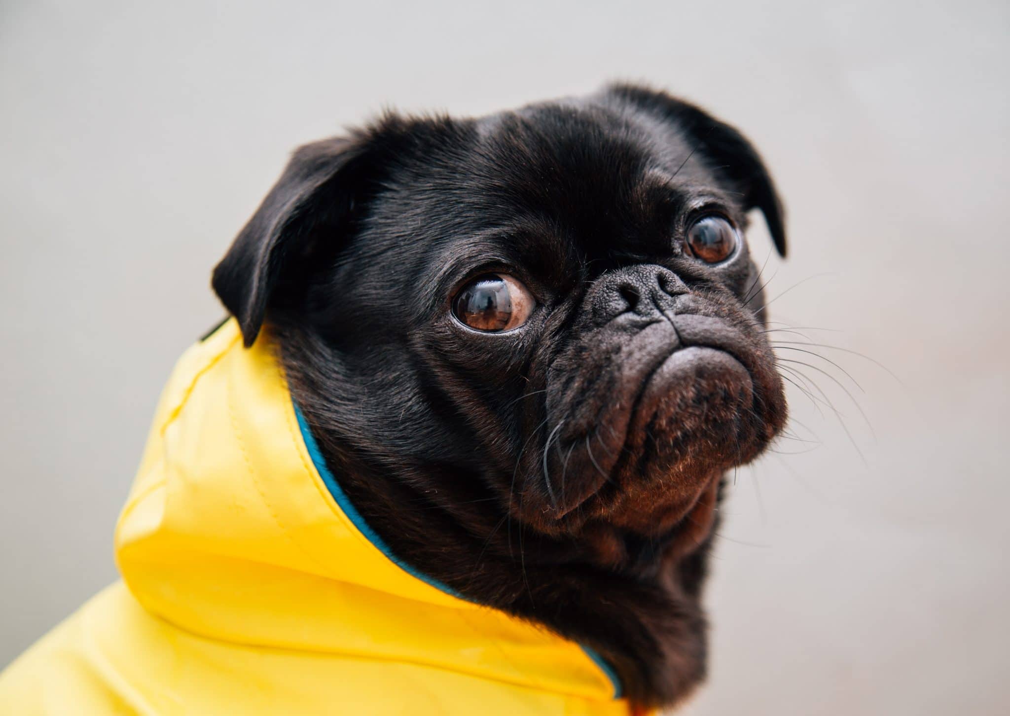 Sad dog in a raincoat doesn't want to make a budget